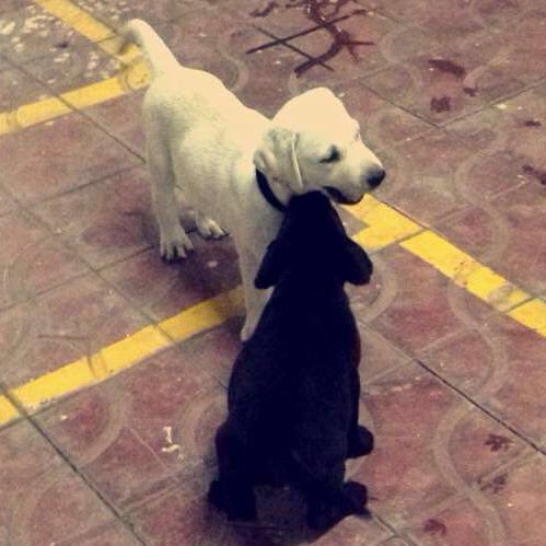 SYMBIOSIS CAMPUS DOG
