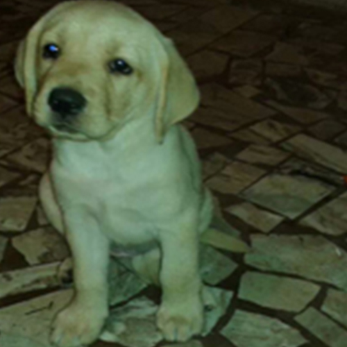 ROMEO