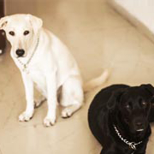 LAILA & PARI