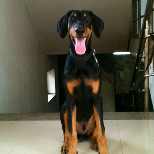RAJA